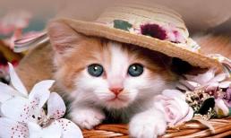 Cuối tuần này, top 3 con giáp được thần tài để mắt, tài lộc tăng vọt, gặp vận đổi đời