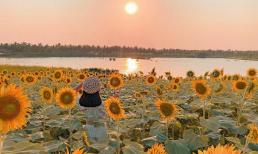 Đẹp 'lịm tim' cánh đồng hoa hướng dương đang nở rộ ngay sát Hà Nội