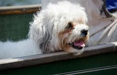 Chó thường làm 7 điều này trước khi chết. Bạn đã sẵn sàng chưa?