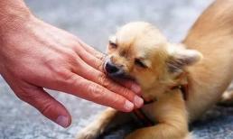 Thời cổ đại chưa có vắc xin, nếu bị chó cắn thì phải làm sao? 