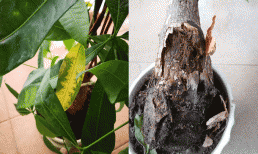 Cây kim ngân bị vàng lá vào mùa thu đông, nguyên nhân do đâu?