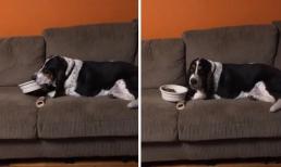 Chú chó này được cưng đến mức ăn cả trên ghế sofa, chủ nhân không những không mắng mà còn cho rằng nó rất đáng yêu 