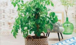 Đối với những người mới tập trồng cây, tốt hơn hết bạn nên trồng cây hạnh phúc trong chậu