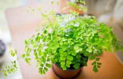 Để trồng cây trong phòng tắm, hãy chọn 4 loại cây này, không chỉ đẹp mà còn giúp không khí trong lành hơn