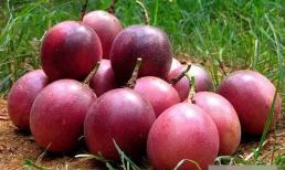 Phụ nữ không muốn già quá nhanh, hãy ăn nhiều trái cây này sau mùa thu, vừa giảm cân vừa xóa nếp nhăn