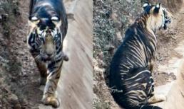 Nhiếp ảnh gia may mắn chỉ chụp được 6 con hổ đen quý hiếm trên thế giới