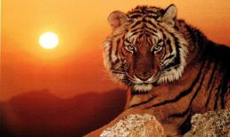 Từ 7/11 dương lịch trở đi, 3 con giáp này tài lộc tăng đôi, đổi đời ngoạn mục, giàu có trong tầm tay 