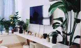 Những điều kiêng kỵ cần biết khi trồng cây xanh trong nhà