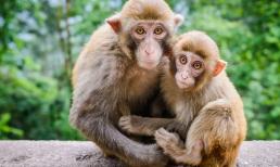 Tuần tới, top 3 con giáp hưởng nhiều tài lộc chẳng khác gì trúng số độc đắc, hưởng hết phú quý trong thiên hạ