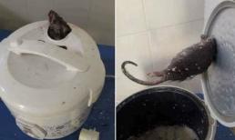 Mở nồi định nấu cơm, cô gái phát hiện cảnh kinh dị, dân mạng than: 'Ôi nghĩ thôi cũng đủ rùng mình, lạnh sống lưng'