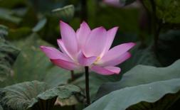 Từ ngày 10/11 trở đi, 4 cung hoàng đạo sẽ bắt đầu sang một chương mới, giàu sang nối tiếp nhau! 