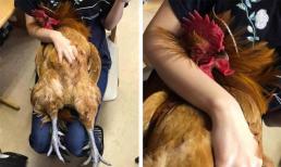 Hình ảnh chú gà trống ngủ quên trên đùi chủ nhân gây sốt