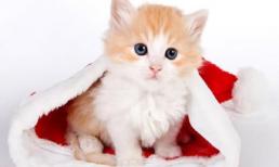 Từ 13/11 đến 20/11, vận may sẽ đến với 3 con giáp này, hãy nắm lấy thời cơ thuận lợi để rước lộc vào nhà