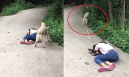 Giả chết để thử lòng thú cưng, ai ngờ hành động của chú chó khiến cô chủ chỉ biết bất lực