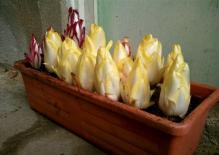 Loài rau kỳ lạ nhọn như 'tên lửa', búp thon thả như hoa sen vàng khiến nhiều người tò mò