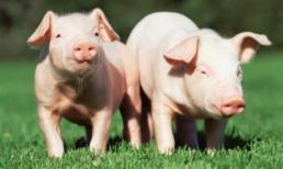 Thứ độc nhất ở lợn không phải phổi mà là 3 bộ phận nhiều người vẫn luôn thích ăn sau đây