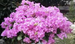 Hoa giấy không nở? Khuyên bạn trồng loại này, hoa có thể nở 3 lần trong năm, vừa dễ trồng vừa nở hoa rực rỡ 