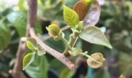 Trồng hoa giấy, những điểm này làm sai, bảo sao hoa không nở