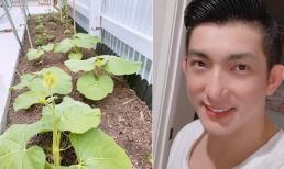 Ngoài chăm con, Bảo Duy - chồng cũ Phi Thanh Vân còn tự trồng được vườn rau xanh mướt ở Úc