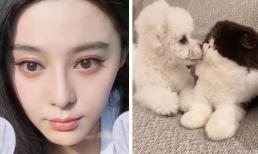 Phạm Băng Băng tậu thú cưng, chơi đồ hiệu hàng tỷ đồng dù bị đồn đang ở sườn dốc sự nghiệp