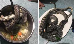 Bắt được rắn khi đang đói vào cuối tháng, nhóm sinh viên cho vào nồi hầm nguyên con khiến người xem 'rùng mình'