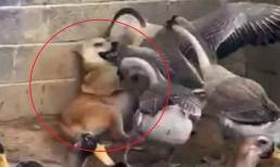 Chú chó đi lạc vào chuồng ngỗng, và cuộc chiến sau đó khiến người chủ nhìn thấy chỉ biết 'cười nghặt nghẽo'