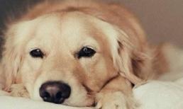 Tuần tới, top 3 con giáp cầu được ước thấy, phú quý giàu sang, tài lộc không cầu tự đến