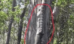 Người phụ nữ mệt mỏi tựa vào gốc cây nghỉ ngơi, bỗng nhiên nghe thấy trên đầu có tiếng động, cao hứng nhìn lên thì 'rùng mình'