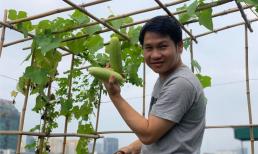 Khu vườn nhỏ xanh mướt, sai trĩu quả trên sân thượng của 'Ông hoàng nhạc đỏ' Trọng Tấn 