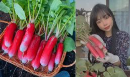 Sang nước ngoài định cư cùng chồng Tây, cô gái xót ruột vì 'rau đắt như vàng' nên tự tay trồng khu vườn nhỏ ngoài ban công 