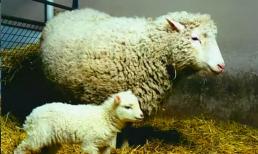 Sau khi nhân bản cừu 20 năm trước, tại sao mọi người lại phản đối việc nhân bản con người? Nhìn vào số phận của cừu Dolly