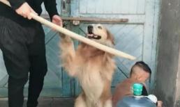 Bố cầm gậy định đánh con trai mắc lỗi, bỗng chú chó vàng lao ra che chắn, một cảnh gay cấn đã xuất hiện