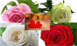 Trắc nghiệm tâm lý: Bạn muốn nhận bông hồng nào nhất? Để xem khi nào bạn sẽ gặp được tình yêu đích thực