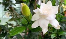 Chọn 4 loại hoa trên ban công, tươi và đơn giản, trang nhã và đẹp, tươi và dễ chịu