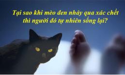 Tại sao 'kiêng kị' mèo lại gần xác người sau khi chết? Nó không phải là mê tín, có cơ sở khoa học thực sự