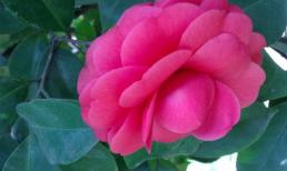 Sau Đông chí, 3 con giáp may mắn liên tiếp, phát tài và phát lộc, đột phá vào cuối năm