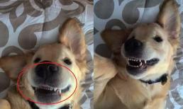 Chú chó bị chủ nhân bắt đi niềng răng, đeo 2 năm mới được tháo, bác sĩ: 'Đúng là cần thiết'
