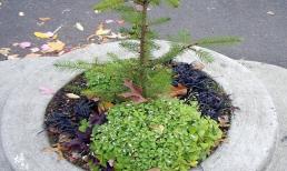 Công viên nhỏ nhất thế giới: nhỏ đến nỗi chỉ có thể trồng một cây và bị trộm hàng trăm lần trong vòng 40 năm