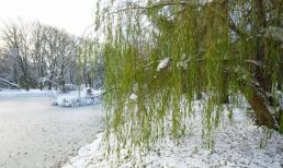 Có thể trồng liễu trước cửa nhà không? Người xưa có câu “Môn tiền nhất khõa liễu, kim ngân tài bảo vãng gia tẩu” nghĩa là gì?