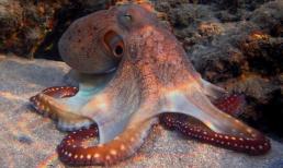 Bạch tuộc bước vào 'kỷ nguyên câu cá', thông minh hơn người? Bạch tuộc có thực sự không phải là loài sống trên trái đất?