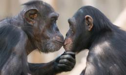 Tại sao có quá nhiều đồng tính luyến ái ở động vật, và tình yêu đích thực là giữa những người đồng giới?