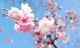 Bắt đầu từ ngày Tết năm 2021, 3 con giáp gặp may mắn gấp bội, hạnh phúc và tài lộc nhân đôi, tha hồ cười vui mỗi ngày