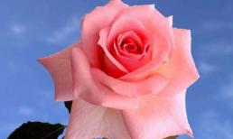 Ba con giáp nữ có cuộc sống vất vả nhất, cả đời làm việc chăm chỉ vì người khác 