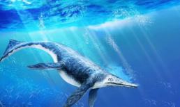 Các nhà khoa học vừa phát hiện ra một sinh vật kỳ lạ: trông giống như sự kết hợp giữa cá heo và cá mập