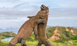 Trước năm 2050, một số lượng lớn các loài trên cạn sẽ mất môi trường sống