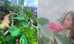 Mẹ đảm trồng vườn rau quả xanh tốt trên 'nóc nhà' nhờ bón sữa tươi không đường