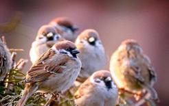 Ở đâu cũng có thể nhìn thấy chim sẻ, nhưng tại sao xác chim sẻ lại khó thấy?