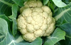 Ký sinh trùng thích “ẩn náu”, chúng thường có trong 3 loại rau vẫn ăn