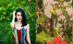 Thủy Tiên không cho mẹ bắt sâu trong vườn vì lý do 'nó cần cái để ăn để sống'