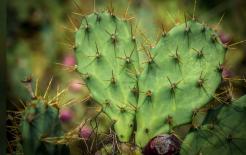 Cây xương rồng được mệnh danh là “thần dược giải độc tự nhiên”, có 7 tác dụng tuyệt vời, các bạn cùng tham khảo nhé